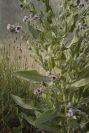 2008-03-23-116-Cynoglossum-creticum