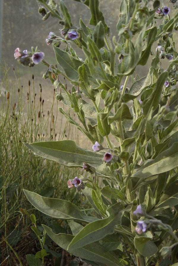 2008-03-23-116-Cynoglossum-creticum