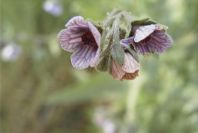 2008-03-23-117-Cynoglossum-creticum
