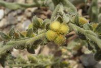 2008-03-23-118-Cynoglossum-creticum