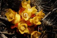 2008-03-23-119-Cytinus-hypocistis