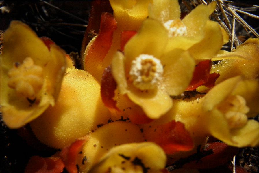 2008-03-23-120-Cytinus-hypocistis