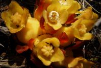 2008-03-23-121-Cytinus-hypocistis