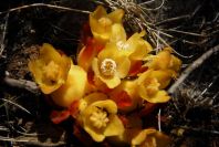 2008-03-23-122-Cytinus-hypocistis