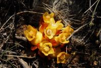 2008-03-23-123-Cytinus-hypocistis