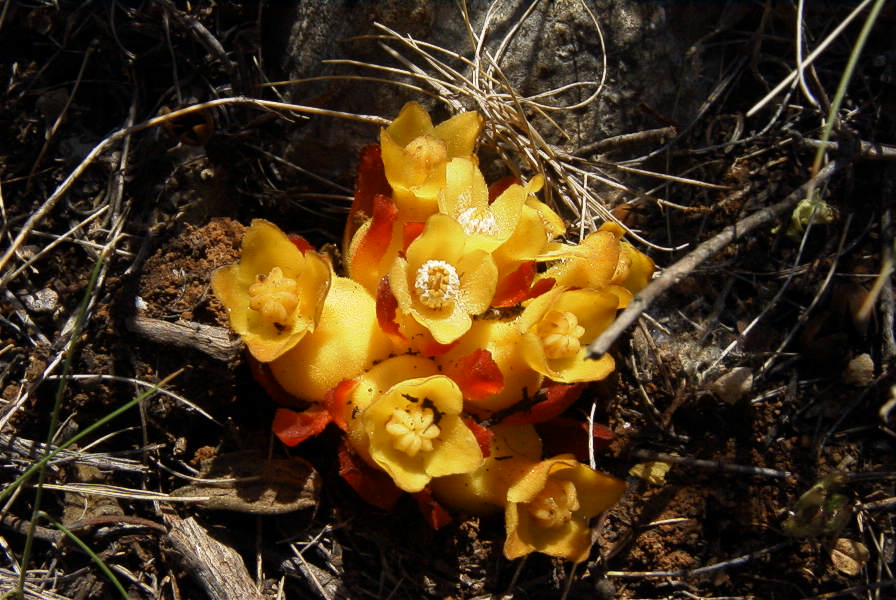 2008-03-23-123-Cytinus-hypocistis