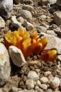 2008-03-23-125-Cytinus-hypocistis