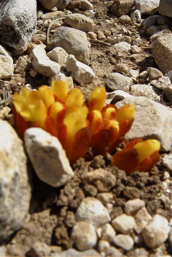 2008-03-23-125-Cytinus-hypocistis