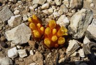 2008-03-23-126-Cytinus-hypocistis