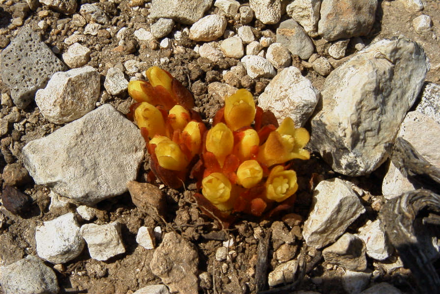 2008-03-23-126-Cytinus-hypocistis