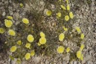 2008-03-23-127-Daisy-yellow