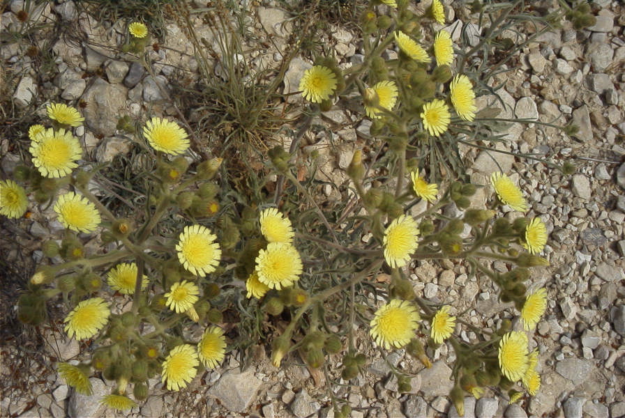 2008-03-23-127-Daisy-yellow