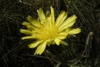 2008-03-23-128-Daisy-yellow