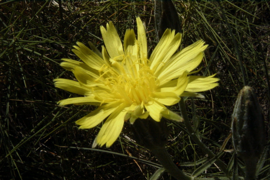 2008-03-23-128-Daisy-yellow