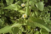 2008-03-23-129-Daisy-white