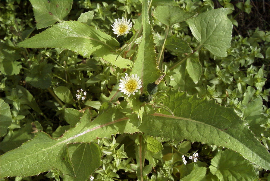 2008-03-23-129-Daisy-white