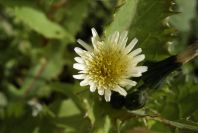 2008-03-23-130-Daisy-white