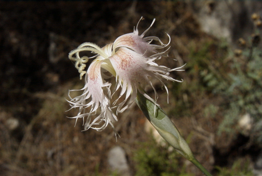 2008-03-23-131-Dianthus-monspessulanus