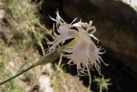 2008-03-23-132-Dianthus-monspessulanus