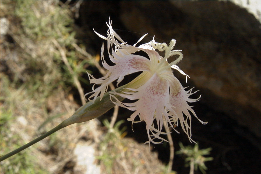 2008-03-23-132-Dianthus-monspessulanus