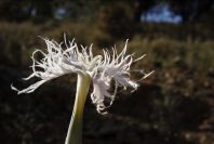 2008-03-23-133-Dianthus-monspessulanus