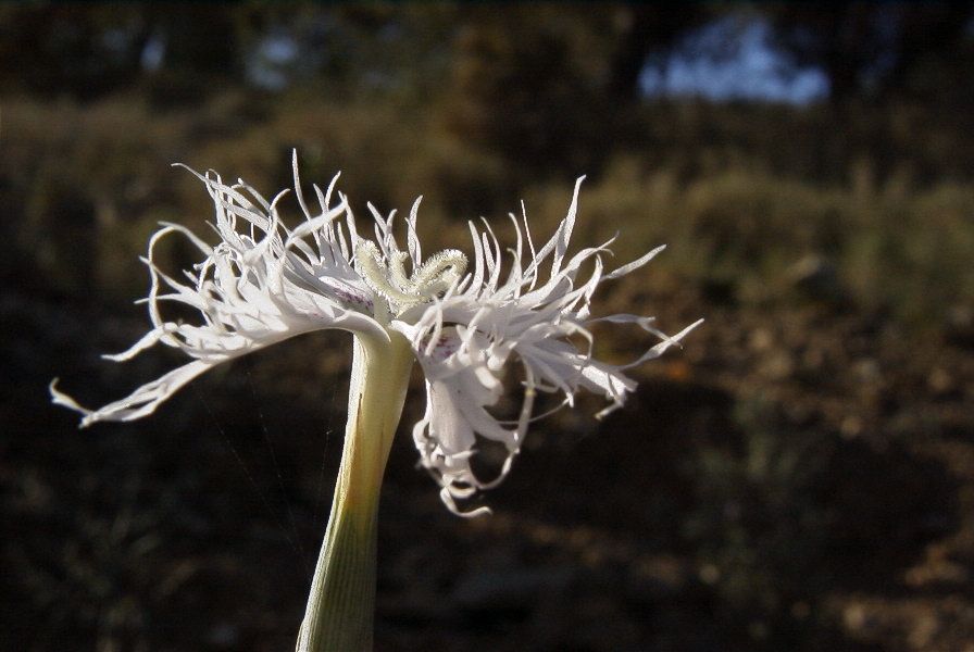 2008-03-23-133-Dianthus-monspessulanus