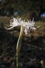 2008-03-23-134-Dianthus-monspessulanus