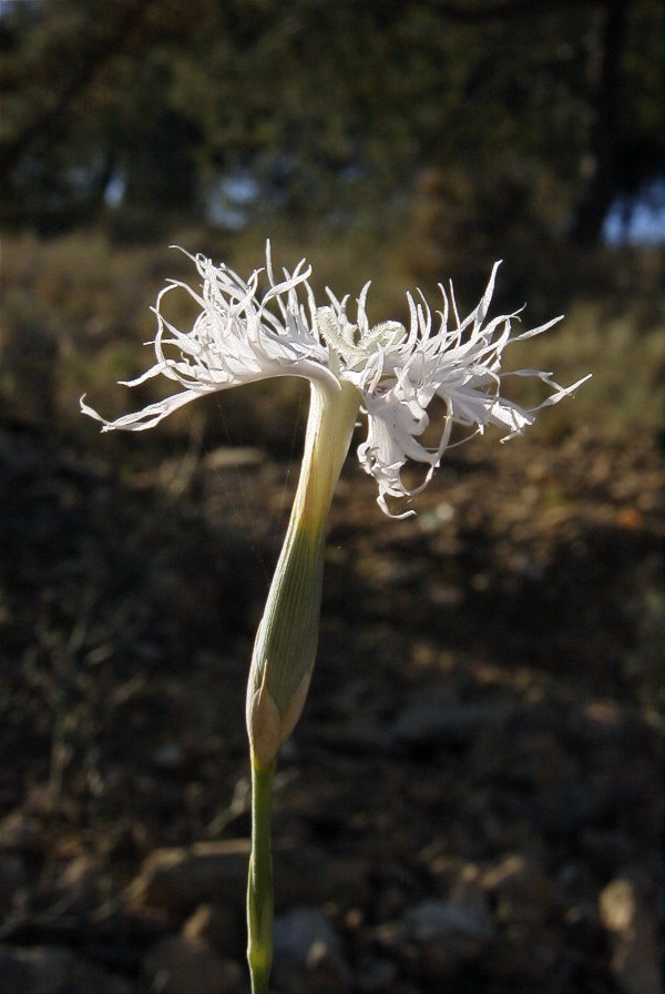 2008-03-23-134-Dianthus-monspessulanus