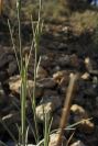 2008-03-23-135-Dianthus-monspessulanus