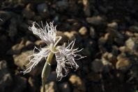 2008-03-23-136-Dianthus-monspessulanus