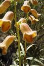 2008-03-23-137-Digitalis-obscura