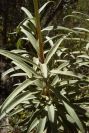 2008-03-23-138-Digitalis-obscura