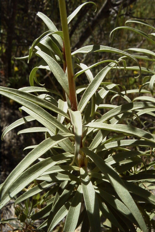 2008-03-23-138-Digitalis-obscura