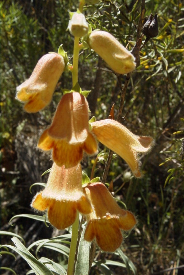 2008-03-23-139-Digitalis-obscura