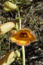 2008-03-23-140-Digitalis-obscura