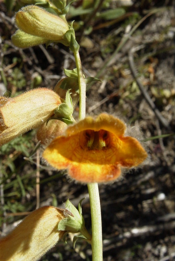 2008-03-23-140-Digitalis-obscura