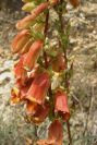 2008-03-23-141-Digitalis-obscura