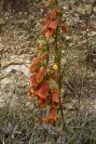 2008-03-23-142-Digitalis-obscura