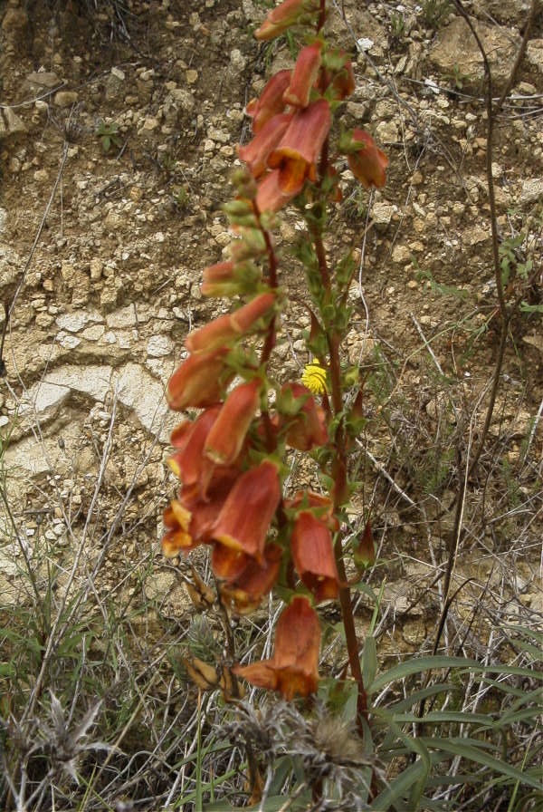 2008-03-23-142-Digitalis-obscura