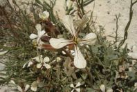 2008-03-23-146-Eruca-vesicaria