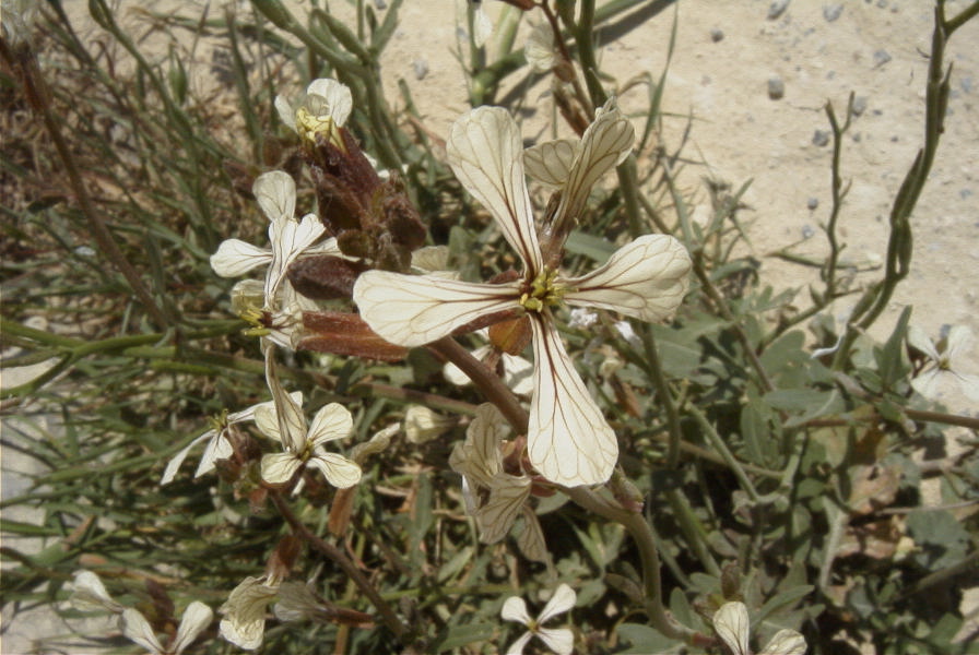 2008-03-23-146-Eruca-vesicaria