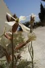 2008-03-23-147-Eruca-vesicaria