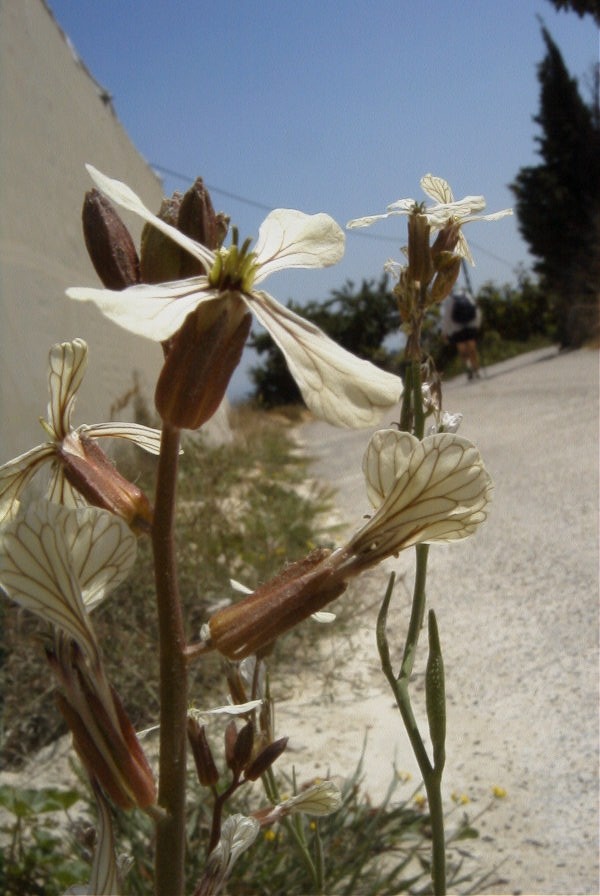2008-03-23-147-Eruca-vesicaria