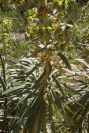 2008-03-23-149-Euphorbia-characias