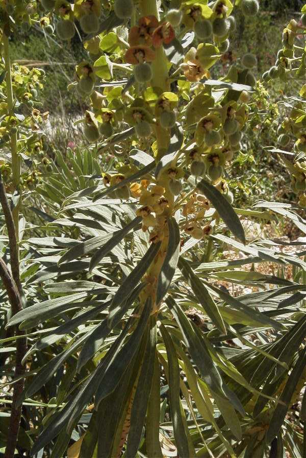2008-03-23-149-Euphorbia-characias
