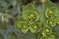 2008-03-23-152-Euphorbia