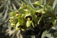 2008-03-23-153-Euphorbia