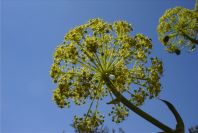 2008-03-23-155-Ferrula