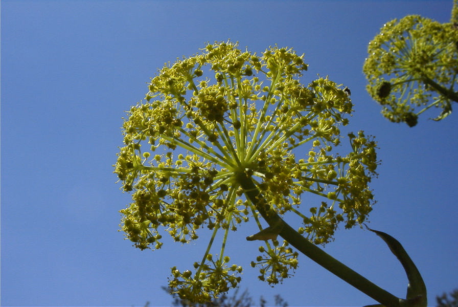 2008-03-23-155-Ferrula