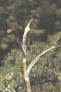 2008-03-23-157-Ferrula